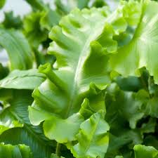 Image result for Asplenium angolense