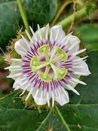 Image result for Passiflora foetida