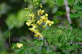 Image result for Caesalpinia decapetala