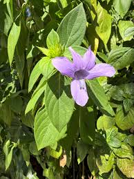 Image result for Barleria ameliae