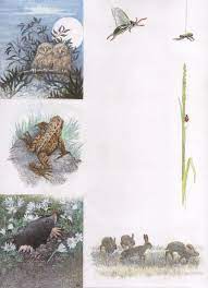 The Illustration Cupboard Secret Garden Book Secret Garden Inga