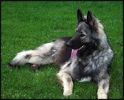Be sure to visit our puppy pages to see our latest announcements. Shiloh Shepherd Photo Shiloh Shepherd Breeders Shiloh Shepherd Puppies Canada S Guide To Shiloh Shepherd Dog Shiloh Shepherd Beautiful Dogs