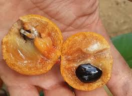 Image result for Manilkara koechlinii