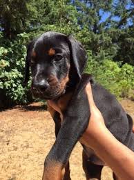 High to low nearest first. European Doberman Puppies For Sale European Dobermans European Doberman Doberman Puppy Doberman Pinscher Puppy