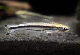 Debauwi Aka Three Stripe African Glass Catfish Pareutropius Buffei Catfish Glass Catfish Live Fish