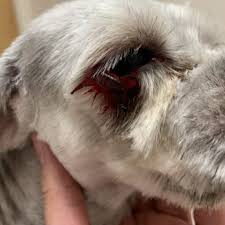 Puppy love grooming el paso.they have a convenient location, great hours, friendly staff, and flynn comes home tired every time! Happy Paws Of El Paso 13 Reviews Pet Groomers 12370 Edgemere El Paso Tx Phone Number Yelp