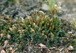 Image result for Selaginella perpusilla