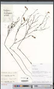 Image result for Crotalaria glauca