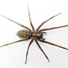 Spiders In Washington Species Pictures