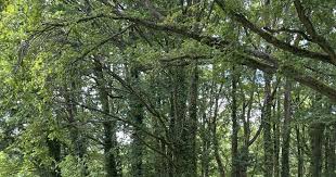 McEvoy wins honours at late Barnfield Trophy event