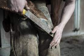 If The Shoes Fit Why Good Horseshoes Don T Hurt Horses
