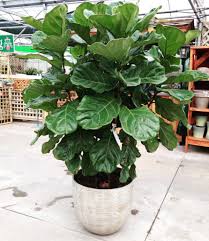 To help your fiddle leaf absorb light better, make sure to dust off the leaves regularly using a gentle touch and a soft cloth. Plant Portrait Fiddle Leaf Fig Leaf And Paw
