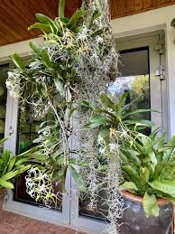 Image result for Cyrtorchis arcuata