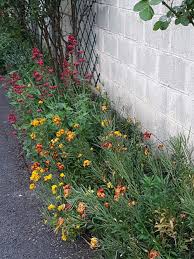 Giroflee Et Valeriane Jardins Valeriane