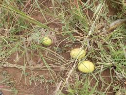 Image result for Cucumis zeyheri