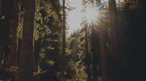 15 Aesthetic Nature Wallpaper Computer Basty Wallpaper Download hd aesthetic wallpapers best collection. aesthetic nature wallpaper computer