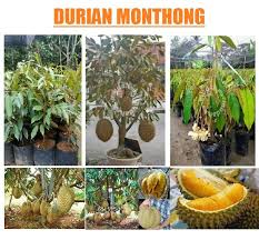 Join facebook to connect with pokok durian and others you may know. Dunia Benih Durian Monthong Walaupun Sudah Lama Facebook