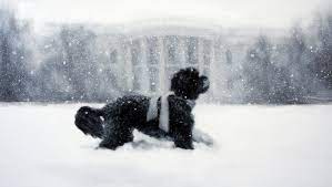In 2014, the obamas used an illustrated christmas card with drawings of their dogs, bo and sunny, in the white house. Bo Obama Stars In White House Christmas Card