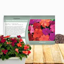 Image result for Impatiens wallerana