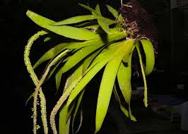 Image result for Oberonia