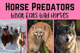 Horse Predators A Look At What Eats Horses In The Wild Helpful Horse Hints
