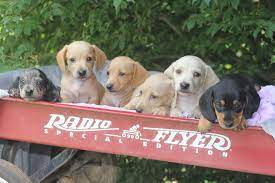 Only guaranteed quality, healthy puppies. Home Louie S Miniature Dachshunds