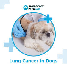 If your dog collapses, get to the vet immediately. Lung Cancer In Dogs Signs Symptoms When To Euthanize