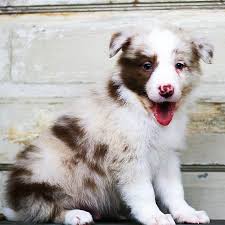 Color:the most common colors of border collies are black & white and red & white. Border Collie Puppies For Sale In Michigan
