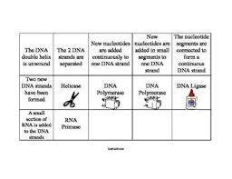 Dna Replication Matching Dna Replication Kinesthetic Learning Biology Worksheet