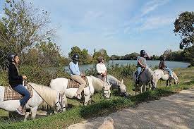 Maybe you would like to learn more about one of these? Promenade A Cheval Chez Elise Promenade Et Balade A Cheval En Camargue