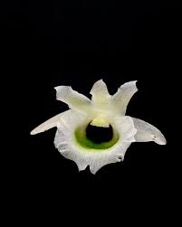 Image result for Eulophia streptopetala