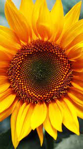Pretty Sunflower Tap To See More Pretty Flowers Mobile9 These Wallpapers Are The Essence Of Sunflower Wallpaper Sunflower Pictures Paper Sunflowers