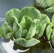 Image result for Pistia