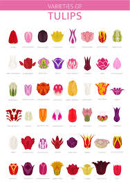 42 different types of tulips for your gardens types of