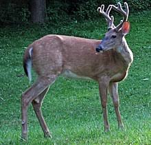 Granny germanique poilue vieille baise avec garcon vieux baisent ado poilue. White Tailed Deer Wikipedia