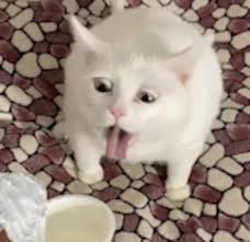Check spelling or type a new query. That S Purrfectly Putrid Belyash The Cat Gags When She Smells Sour Cream Daily Mail Online