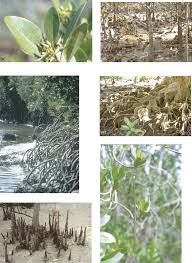 Image result for Ceriops