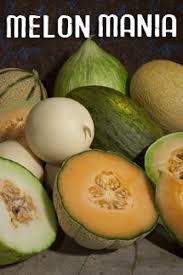 Summer kiss melons fruits baldorfood. Golden Kiss Melon Nutsaboutfruit