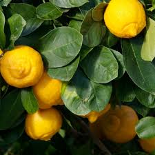Sweet lime growing tree of the genus citrus also known as sweet lemon. Mediterranean Sweet Lime Sweet Lemon Sweet Lime Oscar Tintori Nurseries Worldwide Citrus Plants
