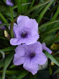 Image result for Ruellia