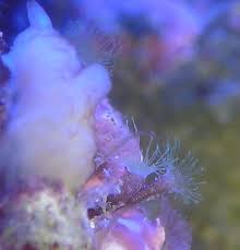 Maintenance Day: Getting Rid Of Pests & Algae - Photos, Videos & Journals -  C.A.R.E.