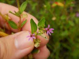 Image result for Cuphea carthagenensis