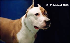 Petsmart adoption centers's adoption process. The Animal Cruelty Syndrome The New York Times