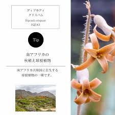 Image result for Dipcadi rigidifolium