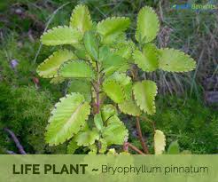 Life Plant Facts And Health Benefits In 2020 Plant Health Herbal Plants Plant Benefits