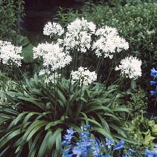 Image result for Agapanthus africanus