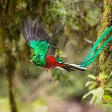 Tail feathers have many uses for a bird, the main ones being flight and balance. 15 Birds With Spectacularly Fancy Tail Feathers