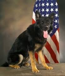 Amazing War Heroes A Must Read Military Dogs War Dogs Military Working Dogs