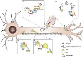 Where are organelles embedded in a cell? Frontiers Local Translation In Axons When Membraneless Rnp Granules Meet Membrane Bound Organelles Molecular Biosciences