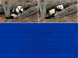 Le panda est l'un des animaux les plus facilement reconnaissables sur terre, grâce à sa coloration noir et blanc. Ppt Panda Geant Bebe On Dirait Vraiment Une Souris Sans Poil Powerpoint Presentation Id 4879994